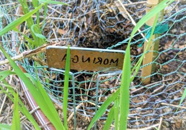 Picture of Moringa Plant Growing in Garden