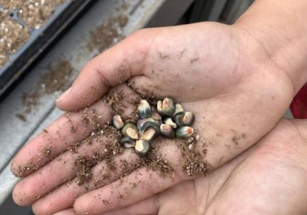 Planting of Seeds in Garden