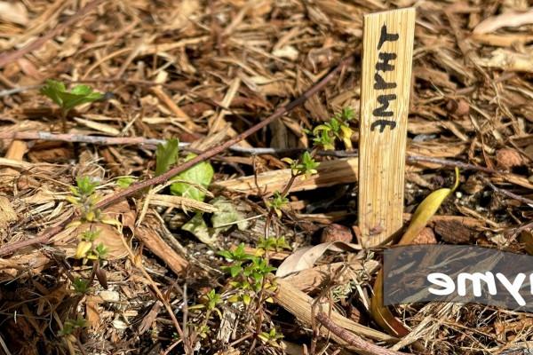 Thyme in Herb Garden