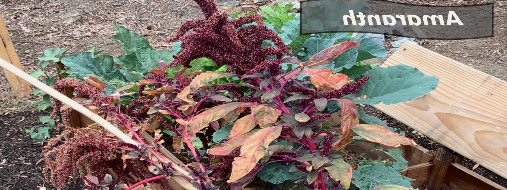 Amaranth plant