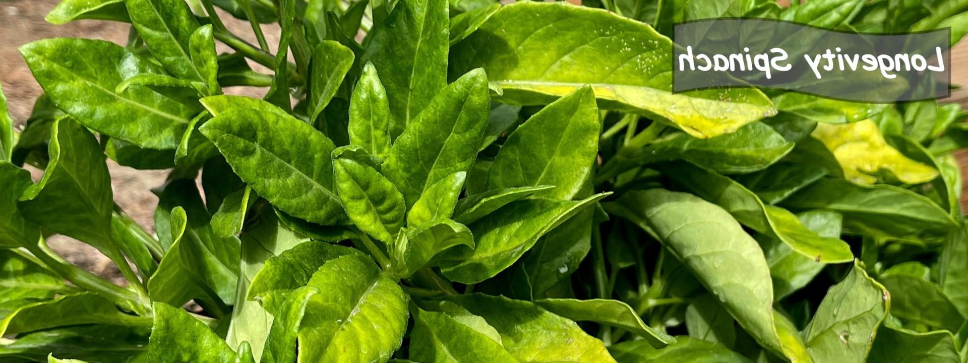 Growing Longevity Spinach