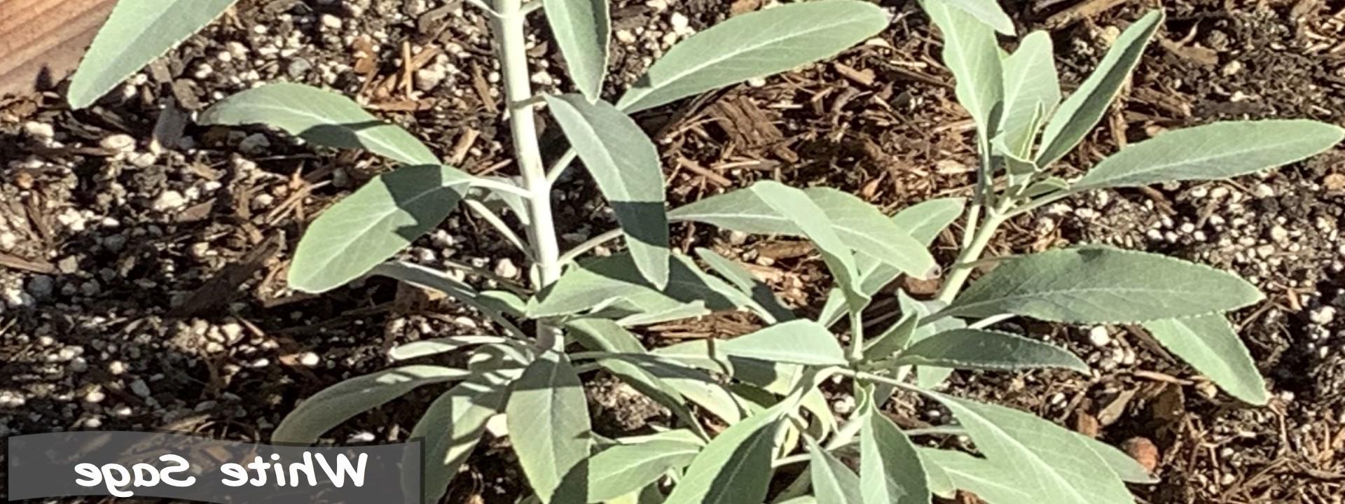 White Sage plant